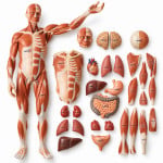 Full Size Human Body